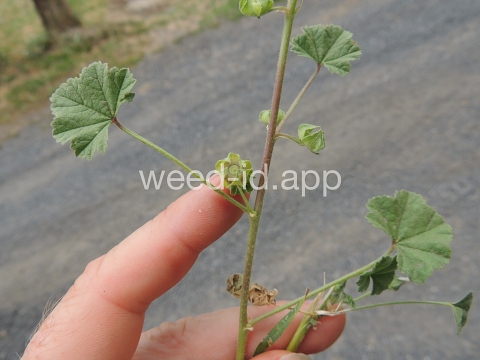 mallow, common